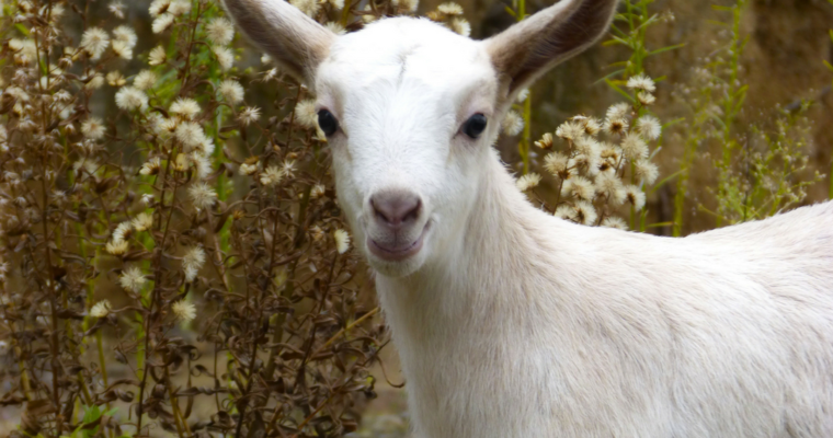 The Graceful Goat: What’s in a Name?