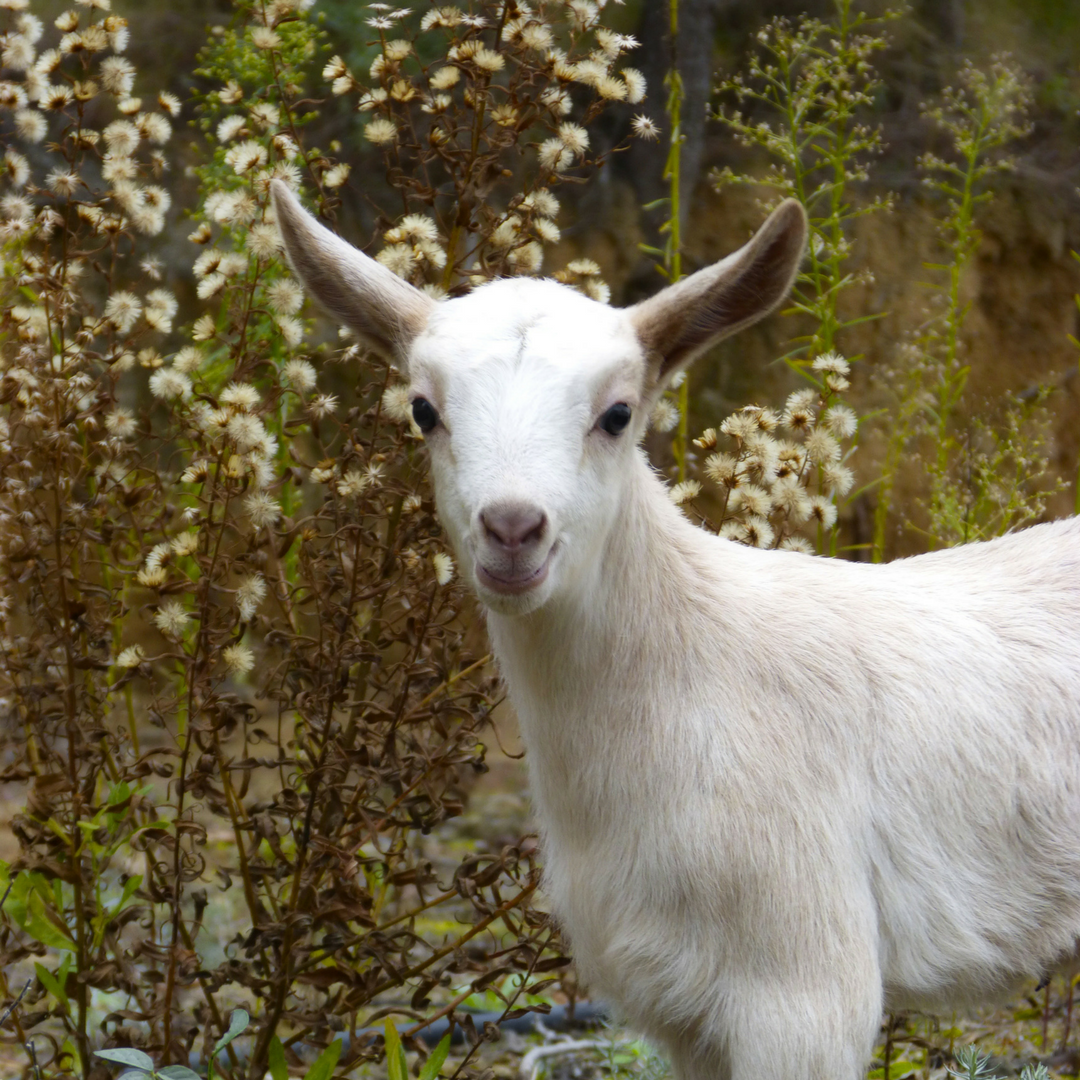 The Graceful Goat: What’s in a Name?